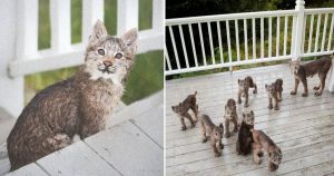 Alaskan Man Wakes Up Surprised To Find Lynx Family Playing On His Deck