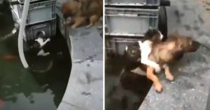 Heroic dog dives in water to rescue drowning kitten