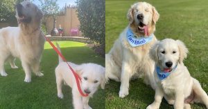 True story! Little puppy becomes a guide for a blind dog!