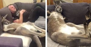 A rescued kangaroo insists on daily couch cuddles with his father