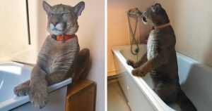 A rescued puma can’t be released back into the wild, so he lives as a spoiled house cat
