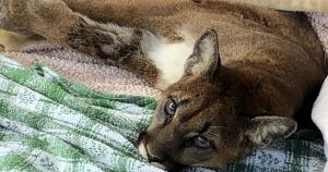 A starving cougar finds her way to a wildlife rehab center just in time to be saved