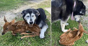 A touching and kind moment as a selfless, loving dog comforts a sick baby deer found on his human’s ranch