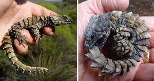 Armadillo Lizards Look Like Real-Life Mini-Dragons