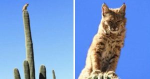 Bobcat climbs a 40-foot-tall cactus in the Arizona Desert, to escape a mountain lion