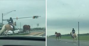 Brave 16-year-old girl rescues runaway horse from busy highway