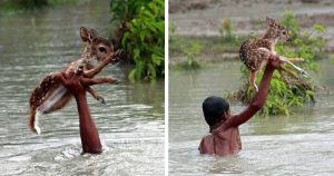 Brave boy risks his life to save a drowning baby deer