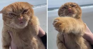 Cat Goes To Beach For The First Time And Has Very Strong Opinions About It