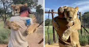 Gentle lioness can’t stop hugging the man who rescued her 10 years ago