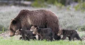 Grizzly Bear “Super Mom” Gives Birth To Her 17th Cub Despite Her Old Age