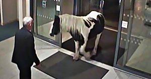 Horse runs away and walks right into a police station