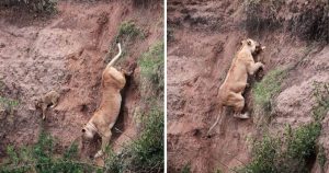 Lioness risks her life to save cub in a dramatic rescue