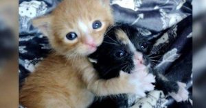 Little kittens survived several days on the street in an embrace