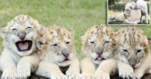 Meet the adorable four liger cubs of white lion and white tiger