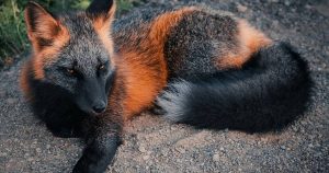 Rare melanistic fox spotted in the wild