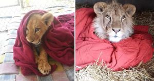 Rescued baby lion can’t sleep without favorite blanket even though he’s now fully grown