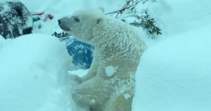 Snow forces the zoo to shut down, but cameras catch a polar bear having time of his life