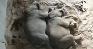 Sweet footage shows elephant brothers cuddling while sleeping at Sydney Zoo