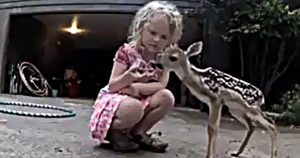 The little deer approached the baby and begged for help. The child did not leave the animal