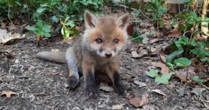 Tiny baby fox found alone and ‘crying’ is saved and reunited with mom