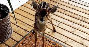Tiny fawn showed up on a man’s door and made his heart melt with her cute sound