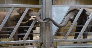 Touching moment when elephants reunited after 12 years apart