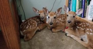 Woman leaves backdoor unlocked during storm only to find 3 deer trying to take shelter in the house