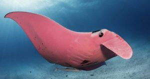 World’s only pink manta ray caught on camera in the Great Barrier Reef