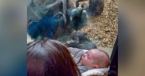 Zoo gorilla brings her baby to meet mom and newborn on other side of glass