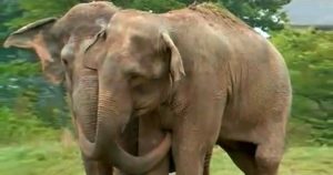 In this heartwarming video, two former circus elephants reunite after 20 years apart