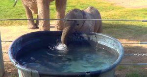 Cutie 2-week-old elephant learns to blow bubbles in the water for the first time