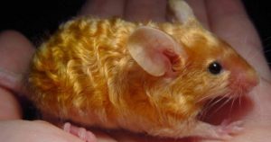 Golden Wavy Mouse Has The Luscious Locks Many Women Dream Of