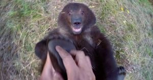 Little Orphaned Grizzly Bear Cub Enjoys Having Her Feet Tickled By Man Who Rescued Her