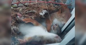 Man Spots The Most Adorable Tiny Squirrels Napping Right Outside His Window
