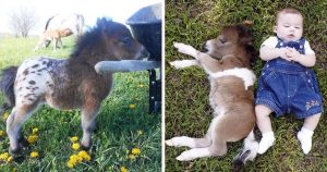 Meet the adorable miniature horse – And yes, they’re fully grown!