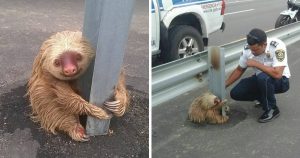 Police Come To Rescue A Cute Sloth Trapped On The Highway