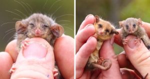 Rare Pygmy Possums Just Got Rediscovered After Fears That Bushfires Wiped Them Out