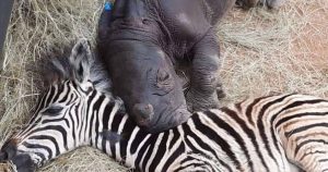 The baby rhino and the young zebra who healed each other can’t stop cuddling together at night