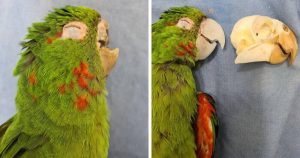 This Parrot Got A Brand-New Beak After He Was Rescued In A Horrifying Condition