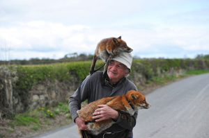 This Man Rescued These Foxes And Now They Won’t Leave His Side