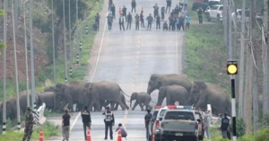 Spectacular moment a herd of 50 elephants ambles across a highway