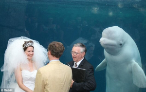Wedding Interrupted by a Beluga Whale and is the Greatest Photobomb in Ages
