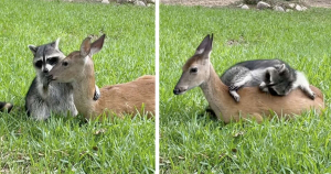 Raccoon Forms Sweetest Friendship With Deer Who Lost Her Mom