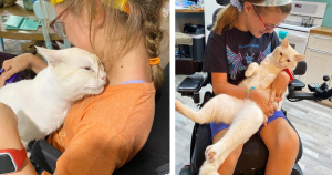 Cat hops onto lap of girl in wheelchair and chooses her to be ‘his family’