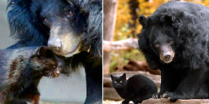 Mäuschen and Muschi: The 10-Year Bond Between a House Cat and Bear