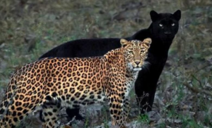 “I Could Wait 6 Years For A Moment Like This”: Wildlife Photographer Waits 6 Days For A Perfect Leopard And A Black Panther Shot