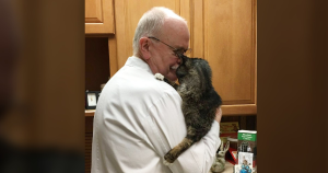 Stray senior cat is held for first time and ‘melts’ into vet’s arms
