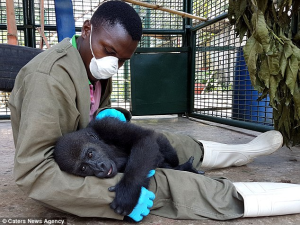 Orphaned Gorilla Demands To Be Cuddled By His Carer After Being Rescued