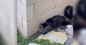 Stray Cat ‘Frozen In Fear For Days’ Is So Grateful When Someone Stops To Help