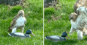 Hawk Just Can’t Understand Why This ‘Duck’ Is Not Afraid Of Him